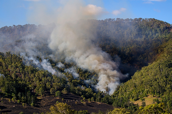 oheň, kouř, bushfire, Bush, křoviny, stromy, požár