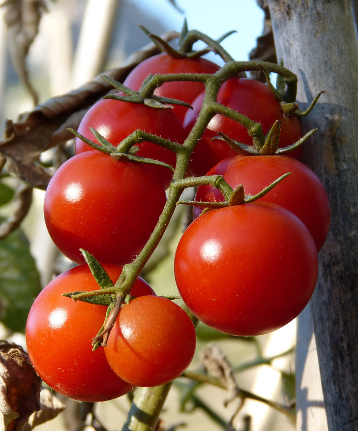 tomaten, Vine tomaten, ecologische