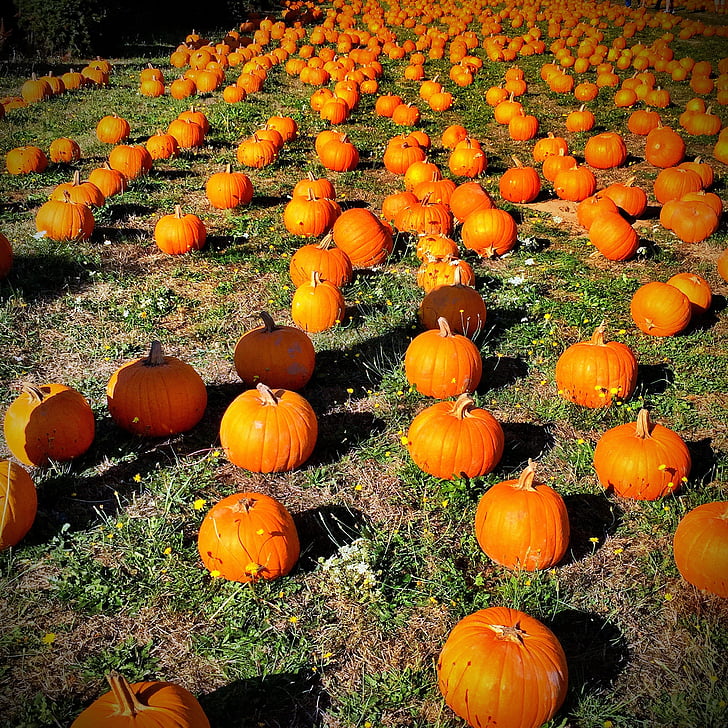 dýně, oranžová, podzim, října, Halloween, na podzim, sezóny