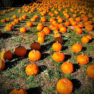 græskar, orange, efterår, oktober, Halloween, falder, sæson