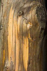 log, bark, tree bark, wood, texture, structure, background