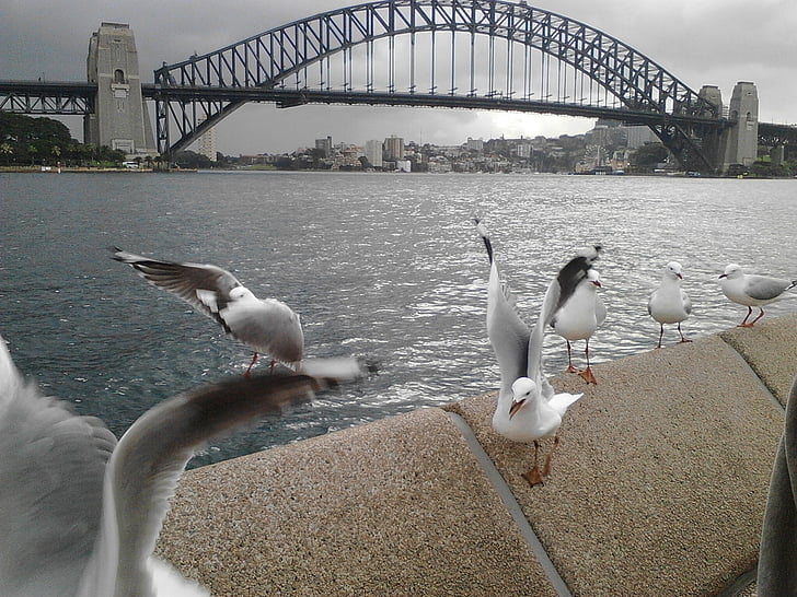 Avstralija, ozadje, Sydney, reka, ptica, znan kraj, most - človek je struktura