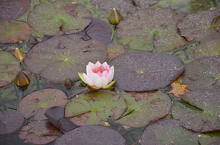 roze, water lily, waterplant, roze waterlelie, bloem, Nuphar lutea, natuur