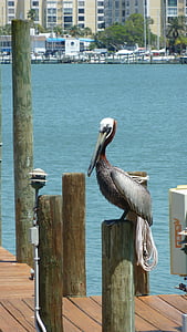 pelican, perched, dock, water, harbour, lagoon, bay