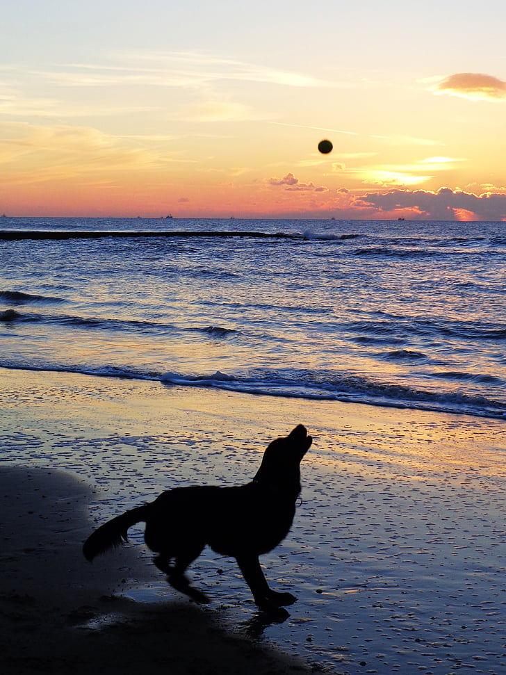 pes, more, západ slnka, hrať, lopta, večernej oblohe, reflexie