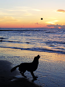 dog, sea, sunset, play, ball, evening sky, abendstimmung