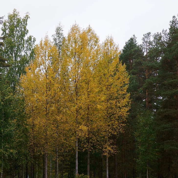 podzim, žlutá, listnatý strom, bříza