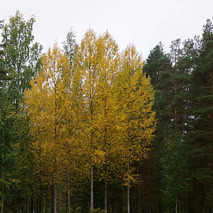 Outono, amarelo, árvore de folha caduca, vidoeiro