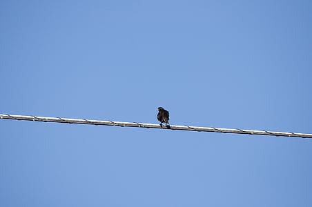 bird, wire, sitting, black, blue, line, sky