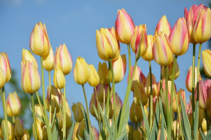tulipaner, blomst, natur, våren, tusenfryd, makro, vårblomster