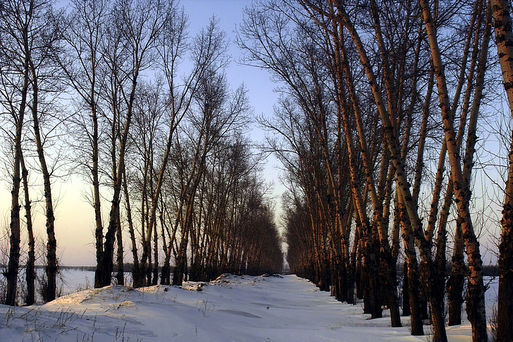 the scenery, snow, woods, at dusk
