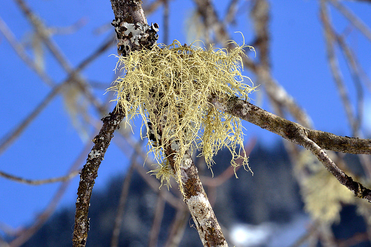 lichen, Direction générale de la, écorce, Sky, arbre, Forest, montagne