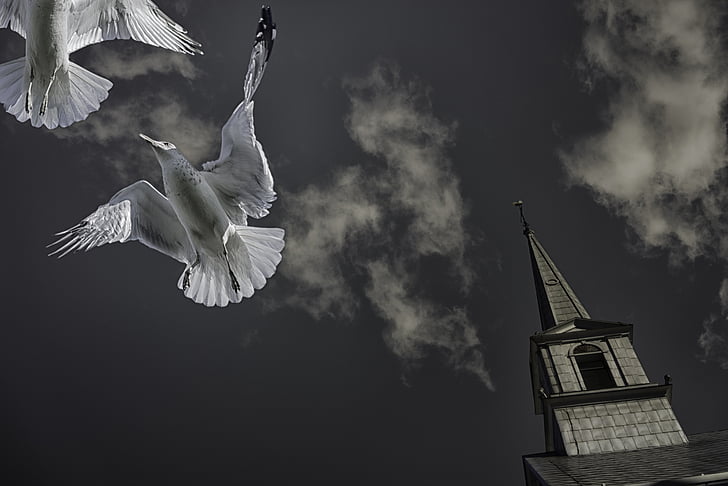 чайки, птицы, Животные, рейс, Крылья, Церковь Нотр Дам des victoires, Старый Квебек