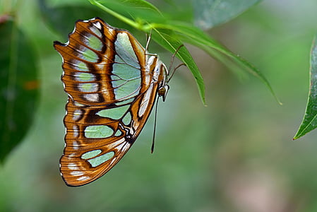 malachite butterfly, butterflies, edelfalter, insect, animal themes, one animal, animals in the wild
