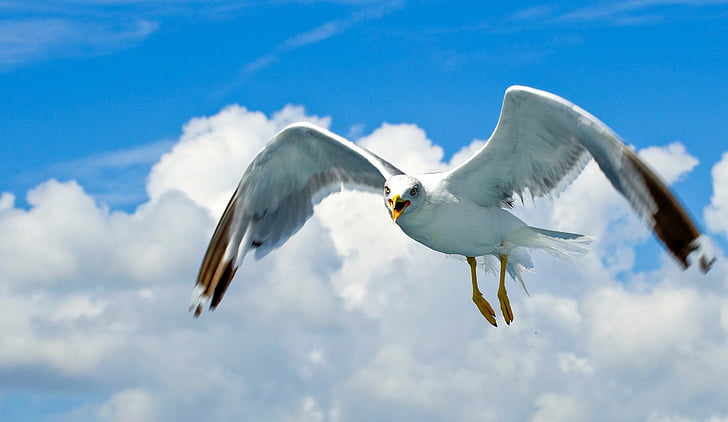Seagull, burung laut, burung air, satu binatang, hewan tema, penyebaran sayap, hewan di alam liar