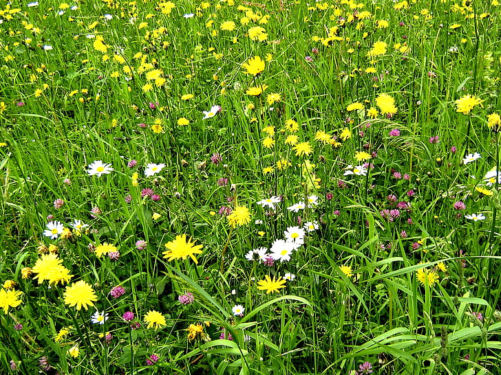 flower meadow, pasture, nature, flowers, mountain meadow