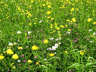 floare Lunca, păşune, natura, flori, Mountain meadow