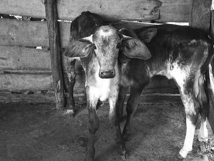 Boi, vitello, bestiame, carne di vitello, azienda agricola, Corral, circa