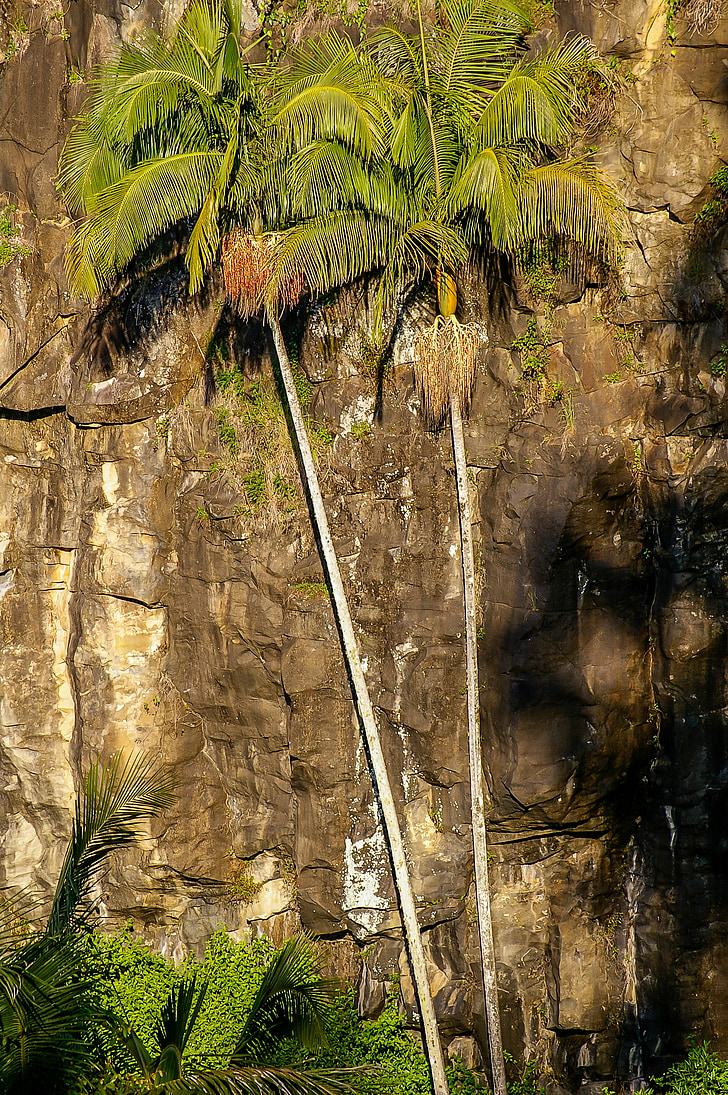 rock, cliff, steep, palms, trees, green, subtropical