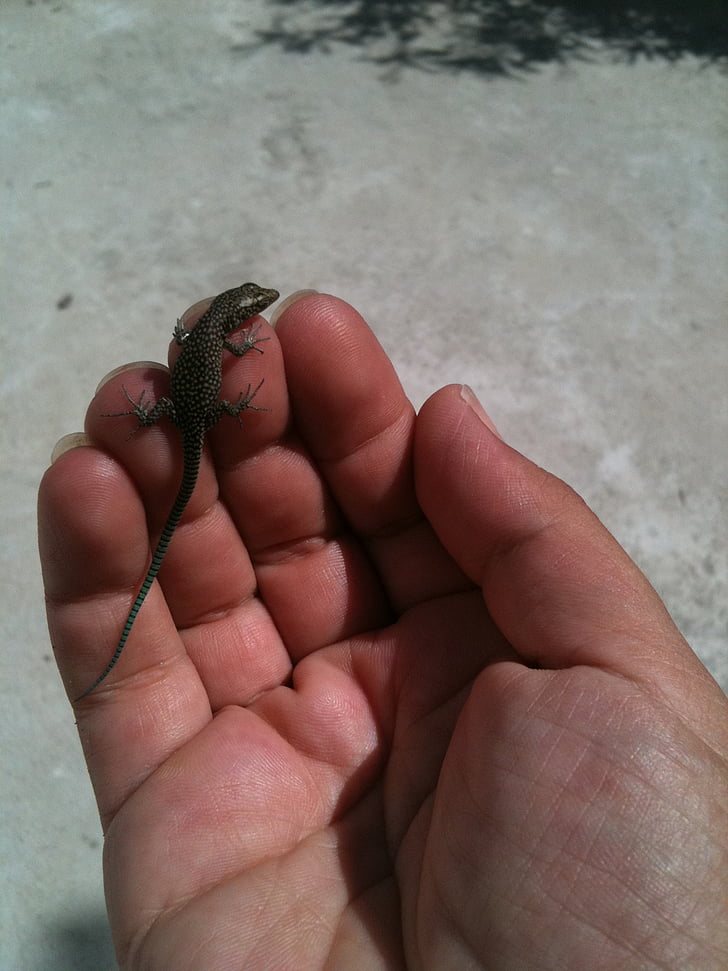 lizard, hand, reptile, animal, holding, baby lizard