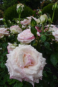 Троянда, білий, краплі води