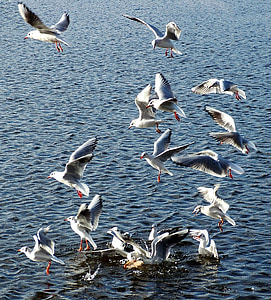 seagull, bird, sea, gull, seaside, beach, nature