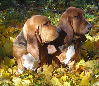 dogs, basset, hounds, canines, cute, animals, ears