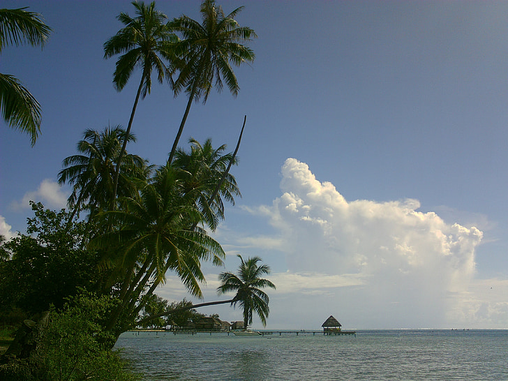 kokos, lagunen, Polynesia