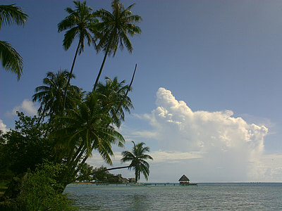 noix de coco, lagon, la Polynésie