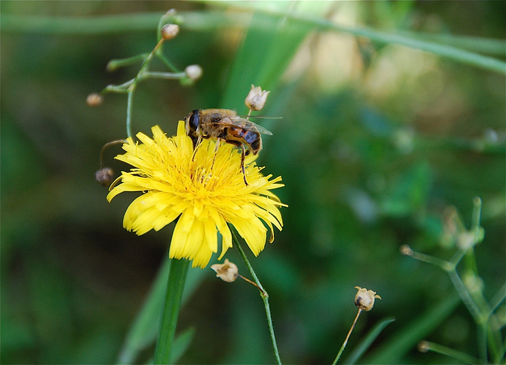 Bite, puķe, dzeltena, zaļa, putekšņu, ziedi, daba