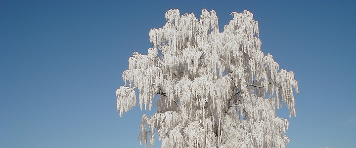 δέντρο, Χειμώνας, παγετός, ώριμα, βετούλης (σημύδας), πάγου, χιόνι