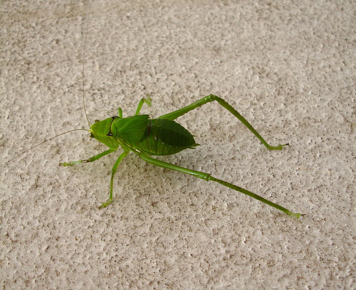 Cricket, insect, natuur, dier, groen, Sprinkhaan, Praying mantis