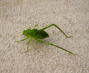 cricket, insect, nature, animal, green, grasshopper, praying Mantis