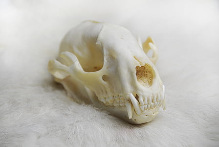 crani d'animals, crani, Anatomia, ós rentador, OS, natura, esquelet