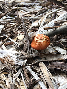 fungo selvaggio, giardino, trucioli di legno, natura, fungo, naturale, selvaggio