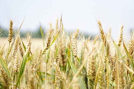 trigo, campo de trigo, campo de maíz, verano, cereales, espiga, grano