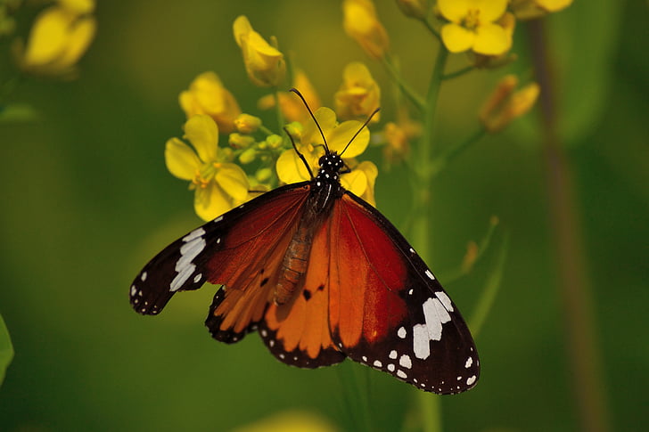 metulj monarh, gorčica cvet, narave, živali, metulj, divje, cvetoči