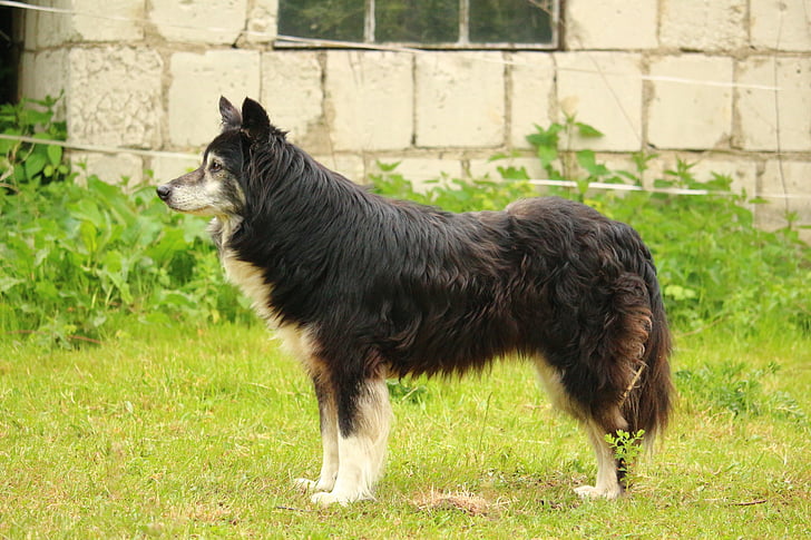 собака, граница, пограничный колли, пастушья собака, Британский овчарка, чистокровную собаку, Старая собака