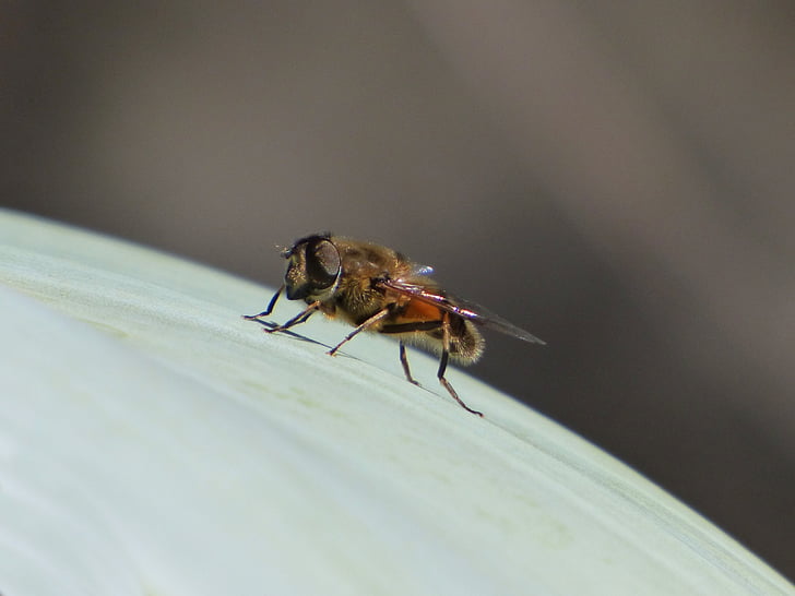 Hoverfly, abelha falsa, detalhe, inseto, sirphidae