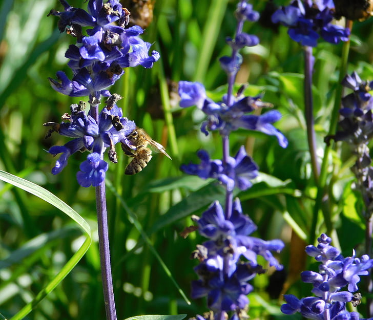 pčela, prikupiti pelud, skupljati nektar, naporno radi, oprašivanje, cvijet, cvatu