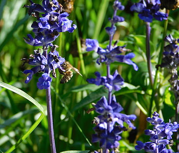lebah, Kumpulkan serbuk sari, mengumpulkan nektar, kerja keras, penyerbukan, Blossom, mekar