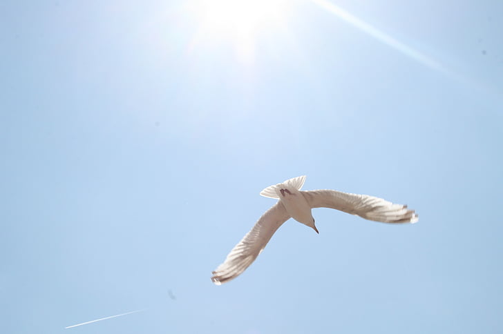 seagull, sun, blue sky, seagulls, flight, hope, wings