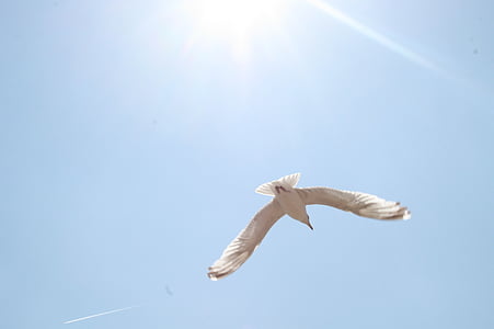 Seagull, matahari, langit biru, burung camar, penerbangan, harapan, sayap