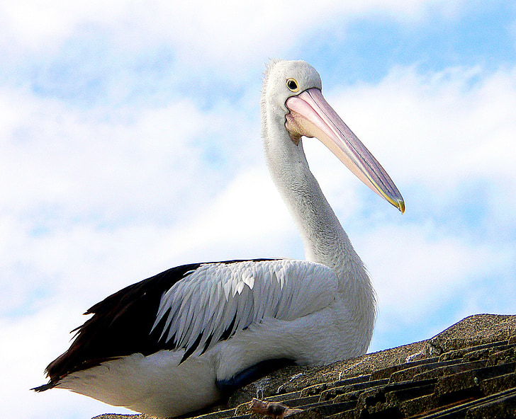 pelican, bird, wildlife, nature, perched, roof, building