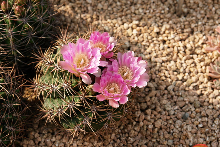 Cactus, fiori, piante, natura, Thorn, pianta, fiore