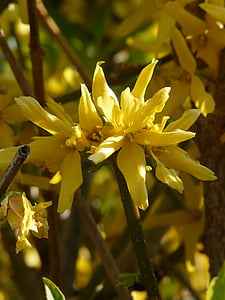 forsythia, gold lilac, golden bells, ornamental shrub, blossom, bloom, plant