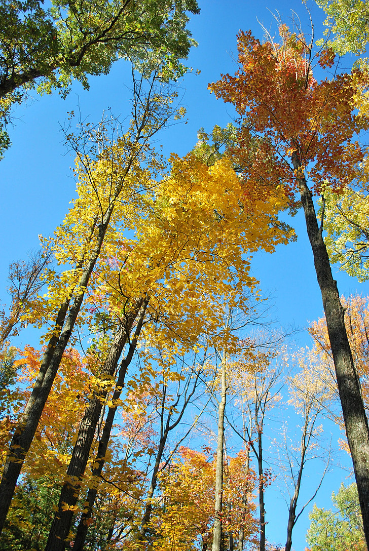 jesień, drzewa, upadek, Woods, bezdroża, lasu, pozostawia