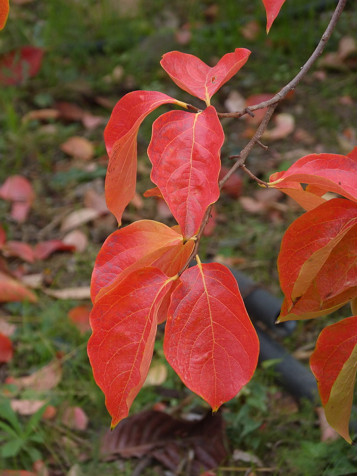blader, Rosewood, Rødt løv, høst, blad, natur, sesongen