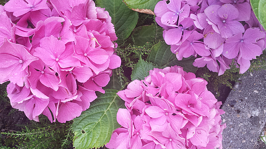 Hortensia, colorido, rosa, púrpura, flores, naturaleza, planta