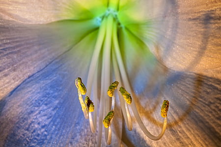 Amaryllis, planta Amaryllis, pol·len d'abella, flor, flor, botànica, tancar